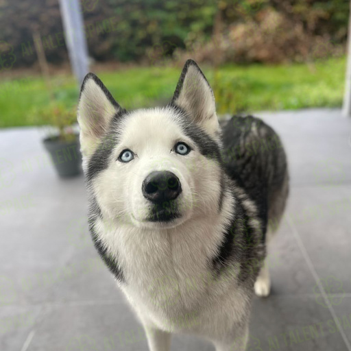 AI Puppy - Image 2