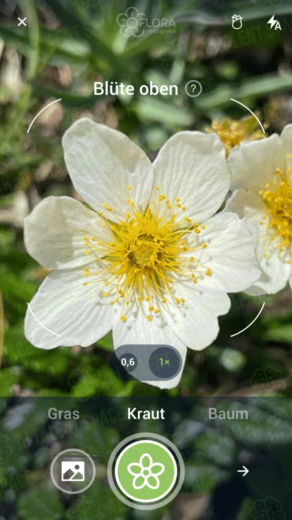 Flora Incognita - Image 3