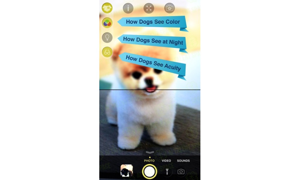 Seeing Dogs - Image 3